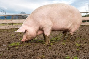 Side view of a big pig on a farm